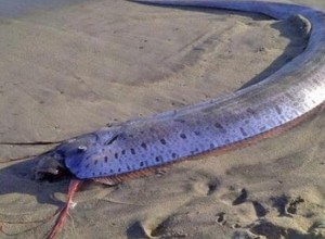 На побережьях океана находят «рыбу Судного дня»: чего стоит опасаться?