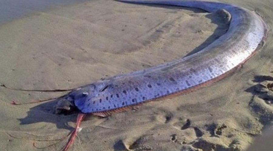 На побережьях океана находят «рыбу Судного дня»: чего стоит опасаться?