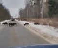 В Белёвском районе Тульской области гуляют кабаны