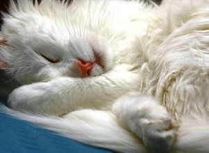 Доехавший из Липецка в Москву автостопом кот Фёдор ищет дом