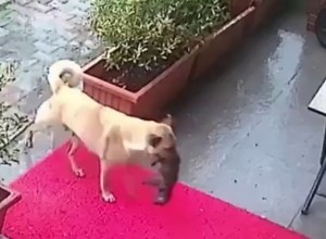 В Стамбуле собака принесла в ветклинику своего умирающего щенка