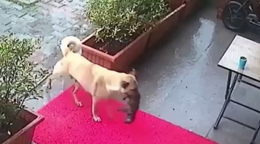 В Стамбуле собака принесла в ветклинику своего умирающего щенка