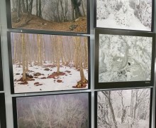 Фотовыставка «Зачарованный лес» открылась в Туле