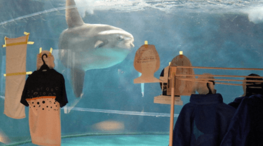 Сотрудники океанариума прикрепили фотографии людей на аквариум страдающей от одиночества рыбы 