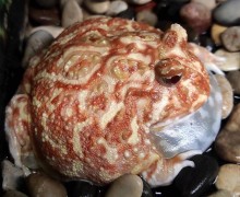 В тульском экзотариуме появились зубастые лягушки-рогатки