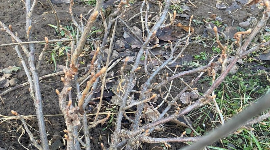 Седьмой день подряд погода в Туле бьёт температурные рекорды