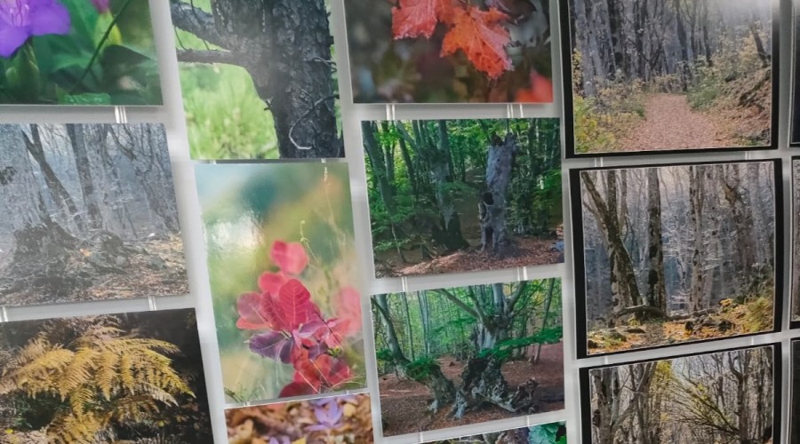 Фотовыставка «Зачарованный лес» открылась в Туле