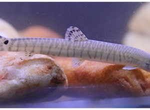 В реках Китая обнаружены неизвестные науке рыбы