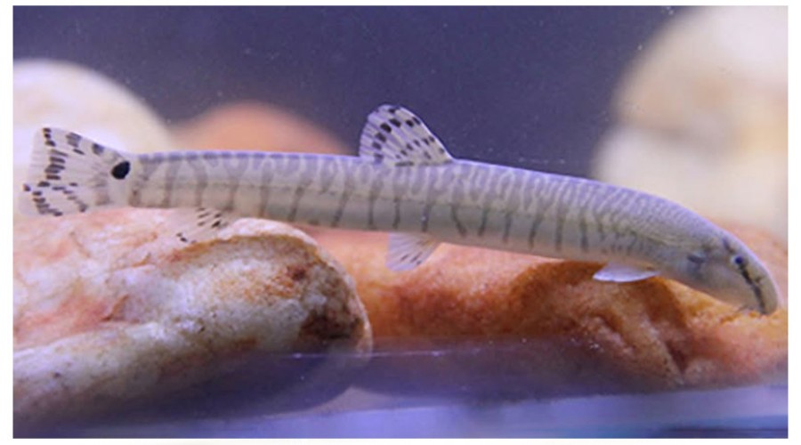 В реках Китая обнаружены неизвестные науке рыбы