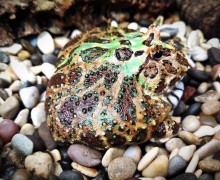 В тульском экзотариуме появились зубастые лягушки-рогатки