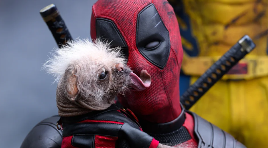 Собака из «Дэдпула и Росомахи» получила собачий «Оскар» в Британии