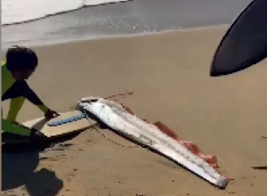 На пляже Мексики сёрферы нашли живого сельдяного короля, предвещающего беды