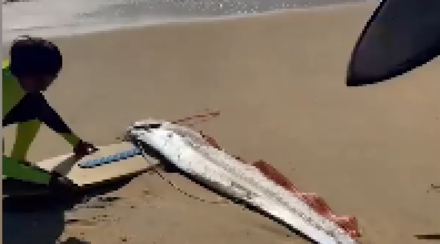 На пляже Мексики сёрферы нашли живого сельдяного короля, предвещающего беды