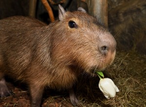 Капибара Валентин приглашает туляков в экзотариум на День влюблённых