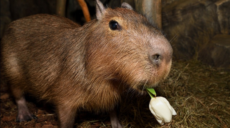Капибара Валентин приглашает туляков в экзотариум на День влюблённых