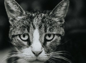 Сбросивший кошку с «Ласточкиного гнезда» живодёр отправится на экспертизу