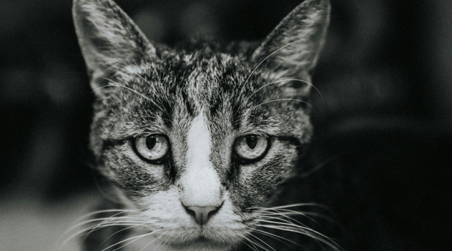 Сбросивший кошку с «Ласточкиного гнезда» живодёр отправится на экспертизу