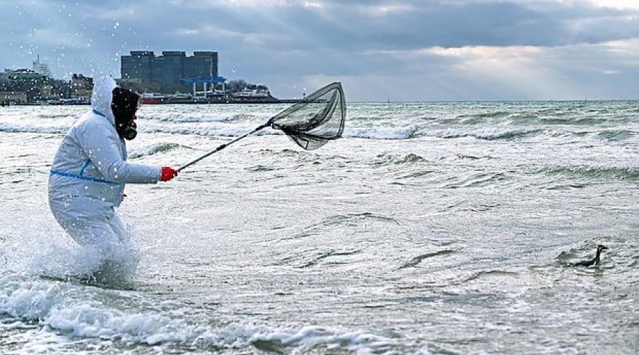 Что будет с летним сезоном в Анапе после разлива мазута
