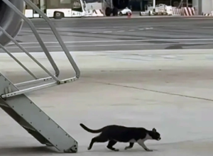 Кот проник в самолёт и остановил авиаперевозки на два дня