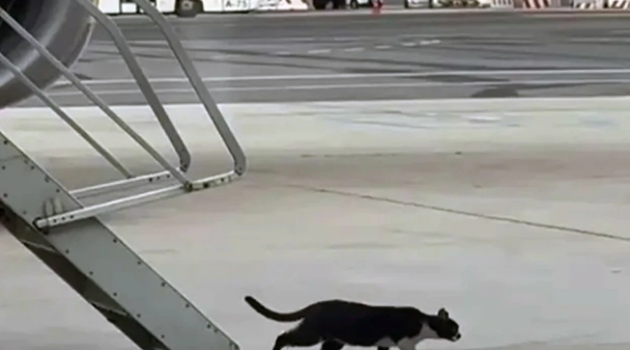 Кот проник в самолёт и остановил авиаперевозки на два дня