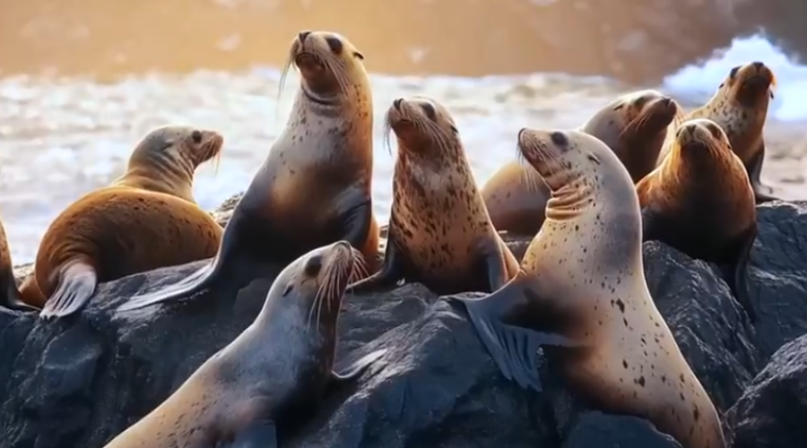 «Сахалин – остров адреналин» победил в международном конкурсе ИИ