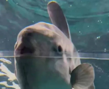 Сотрудники океанариума прикрепили фотографии людей на аквариум страдающей от одиночества рыбы 