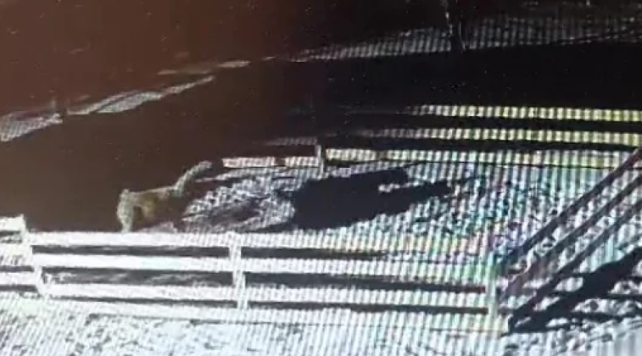 Бродячие собаки разорвали альпак в Демидовке Тульской области