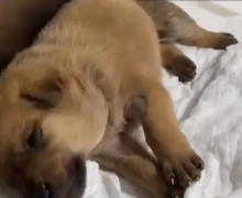 В Стамбуле собака принесла в ветклинику своего умирающего щенка